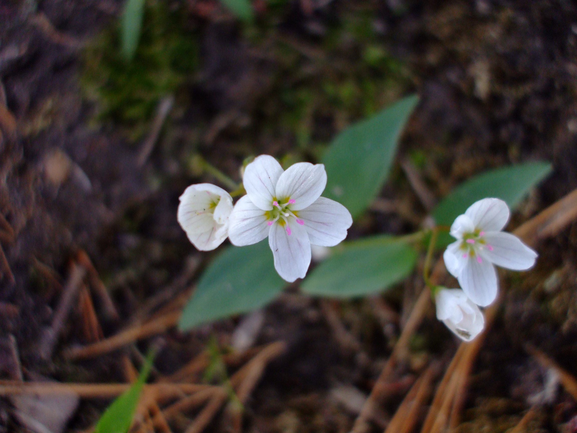 Claytonia lanceolata